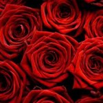 Valentine's Day flowers