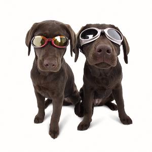 Doggles Sunglasses for Dogs